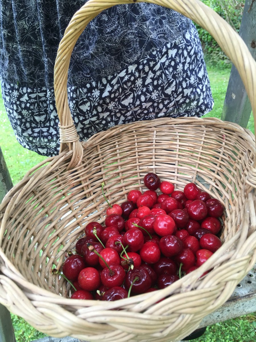 bucketlistfranc's tweet photo. The birds have eaten what's left of our #cherries but boy did we have a good time collecting this lot! #southwestfrance #rurallife #france https://t.co/sBYM6gNqOA