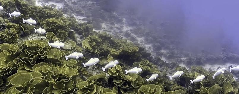 Humanizing411's tweet image. #Fishrobots explore the #oceans without disturbing life down there.  buff.ly/2IPzdVu #Robothelper #Ocean #Robotics #Tech #Technology #Technews #innovation #research