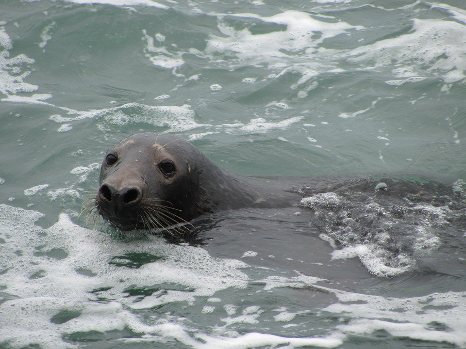 See #NorthDevon’s amazing coastline from a different angle and spot wildlife on a #boattrip holidayhomehunter.co.uk/blog/index.php…