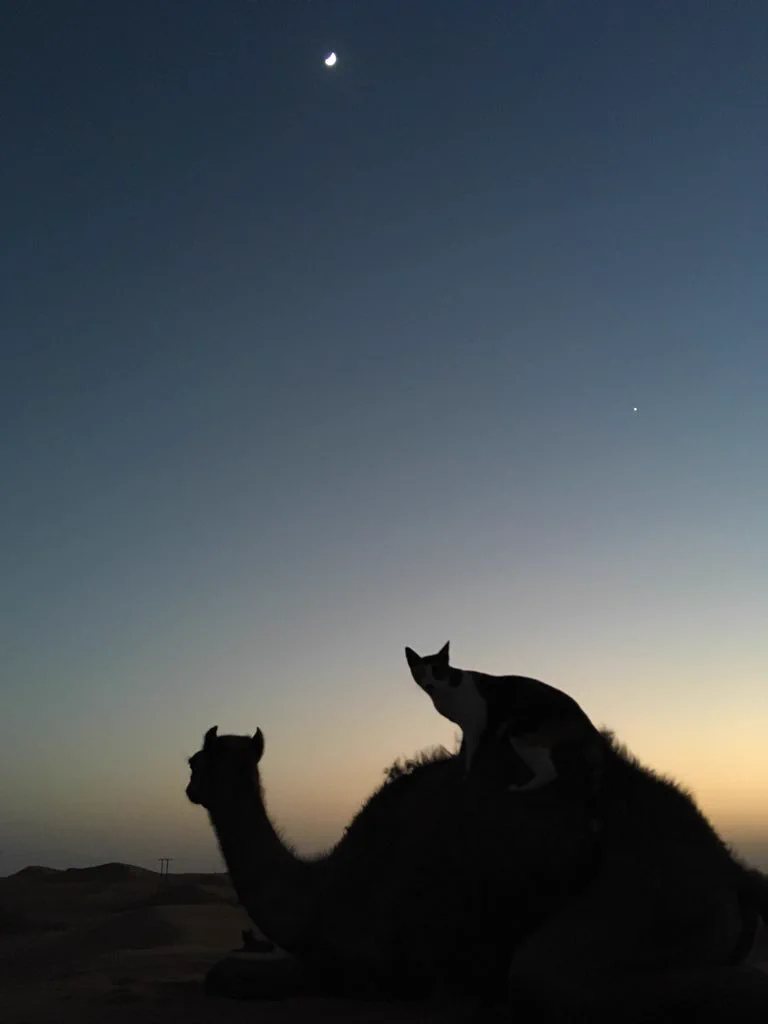 すぐにでも待ち受けにしたくなる！猫とラクダと三日月の写真が綺麗すぎｗ