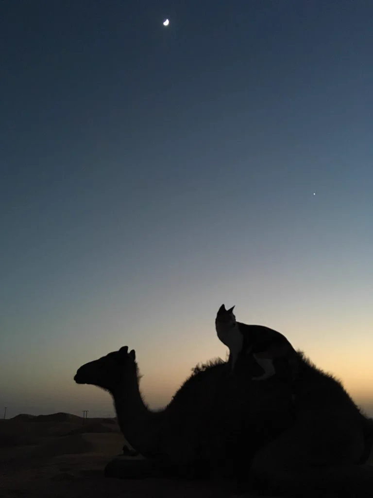 すぐにでも待ち受けにしたくなる！猫とラクダと三日月の写真が綺麗すぎｗ