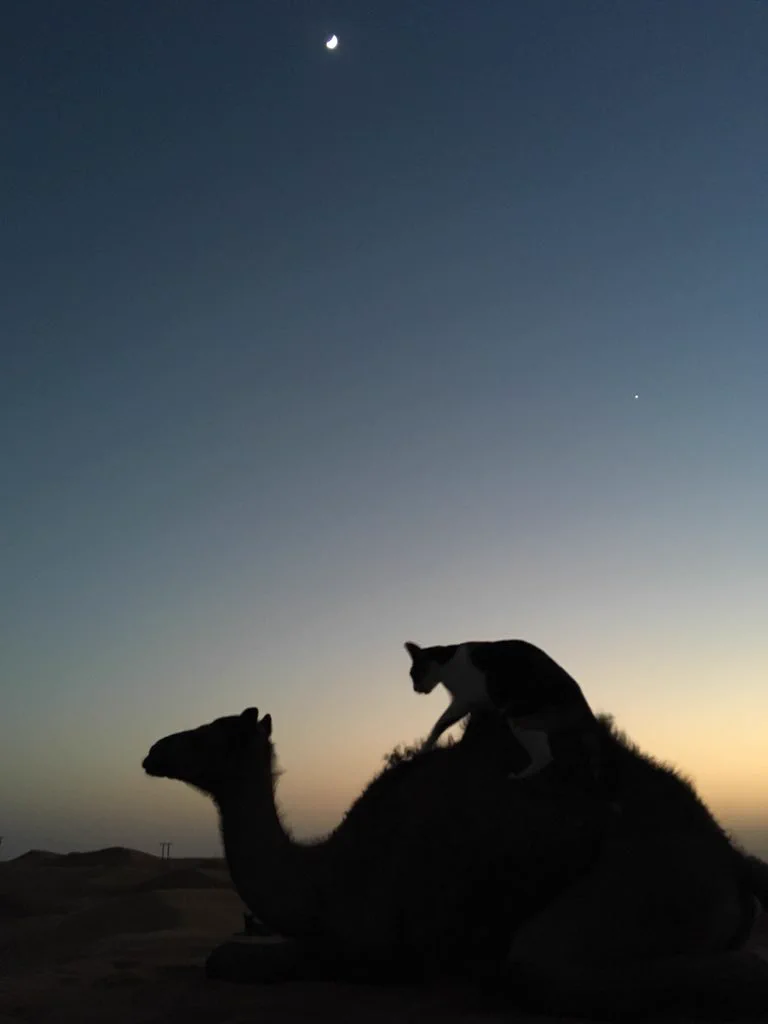 すぐにでも待ち受けにしたくなる！猫とラクダと三日月の写真が綺麗すぎｗ