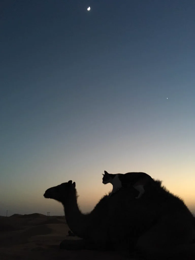 すぐにでも待ち受けにしたくなる！猫とラクダと三日月の写真が綺麗すぎｗ