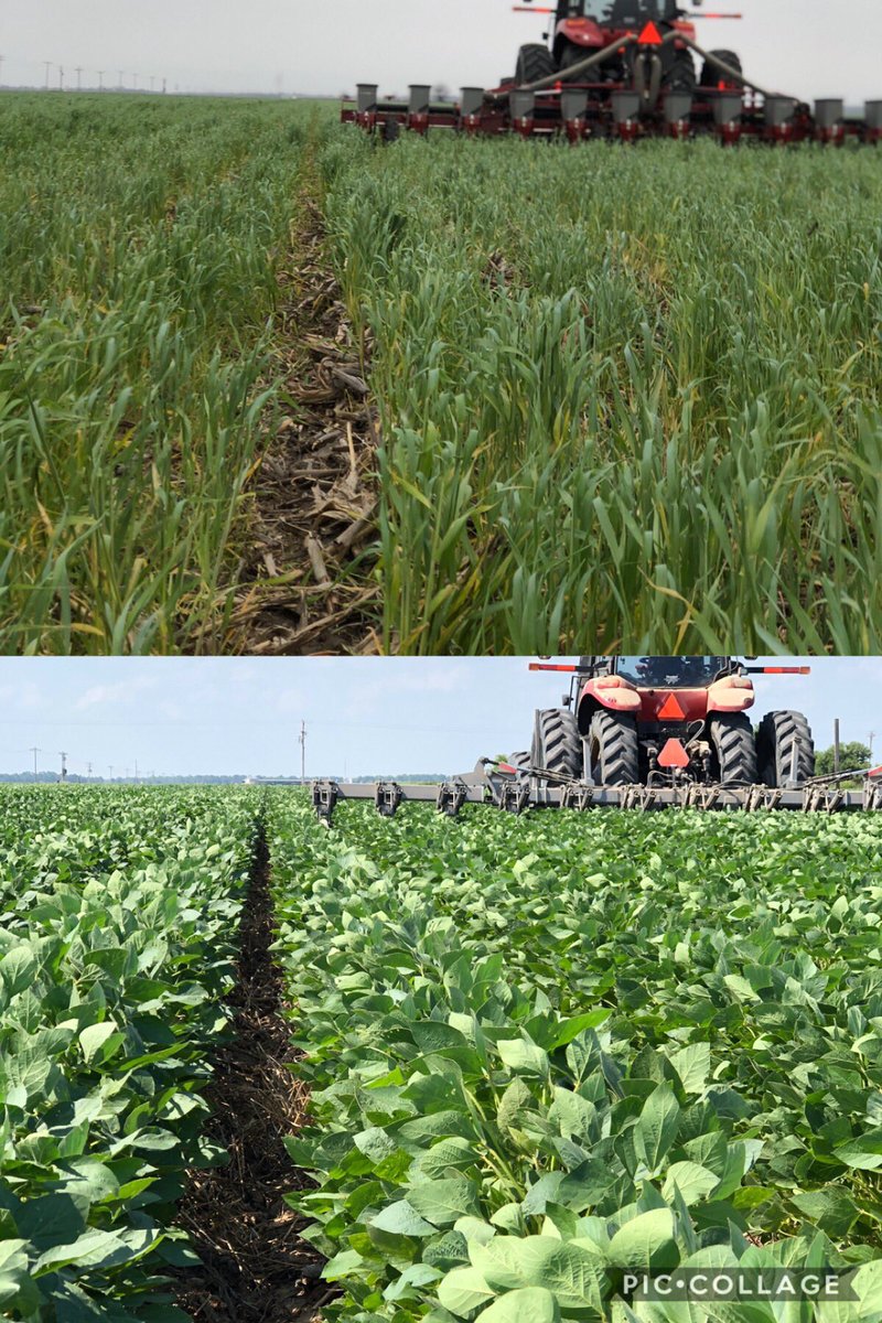 Blakeyboyyfarms's tweet photo. Well Dr. Roberts, you drove cover cropping into my head enough as a student that my first year farming on my own is my first year no-till cover cropping. I’m a fan. Plant date: April 12 Tips: plant slow.  #covercrop #cerealrye @UARK_SoilTest @arkansassoybean @arksoydoc https://t.co/PFASfEEm1W