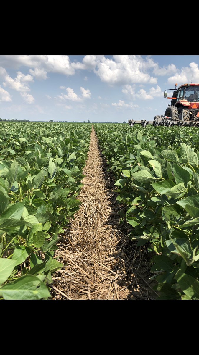 Blakeyboyyfarms's tweet photo. Well Dr. Roberts, you drove cover cropping into my head enough as a student that my first year farming on my own is my first year no-till cover cropping. I’m a fan. Plant date: April 12 Tips: plant slow.  #covercrop #cerealrye @UARK_SoilTest @arkansassoybean @arksoydoc https://t.co/PFASfEEm1W