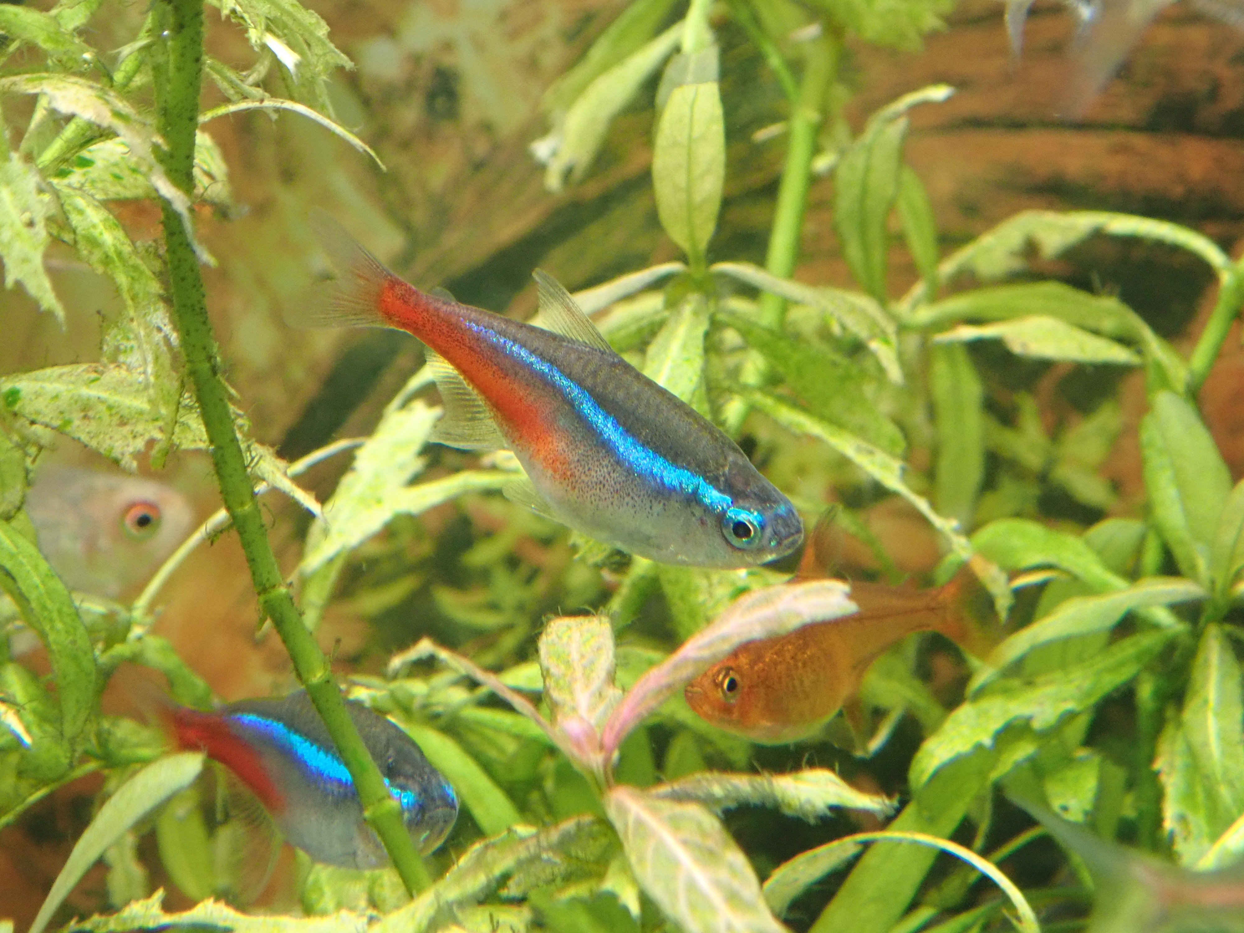 Brunel Bsgtぶるさん ５ ブラックネオンテトラ ６ ネオンテトラ ７ ゴールデンテトラ ８ レッドテールイエローファントムテトラ T Co U1y4rrinny Twitter