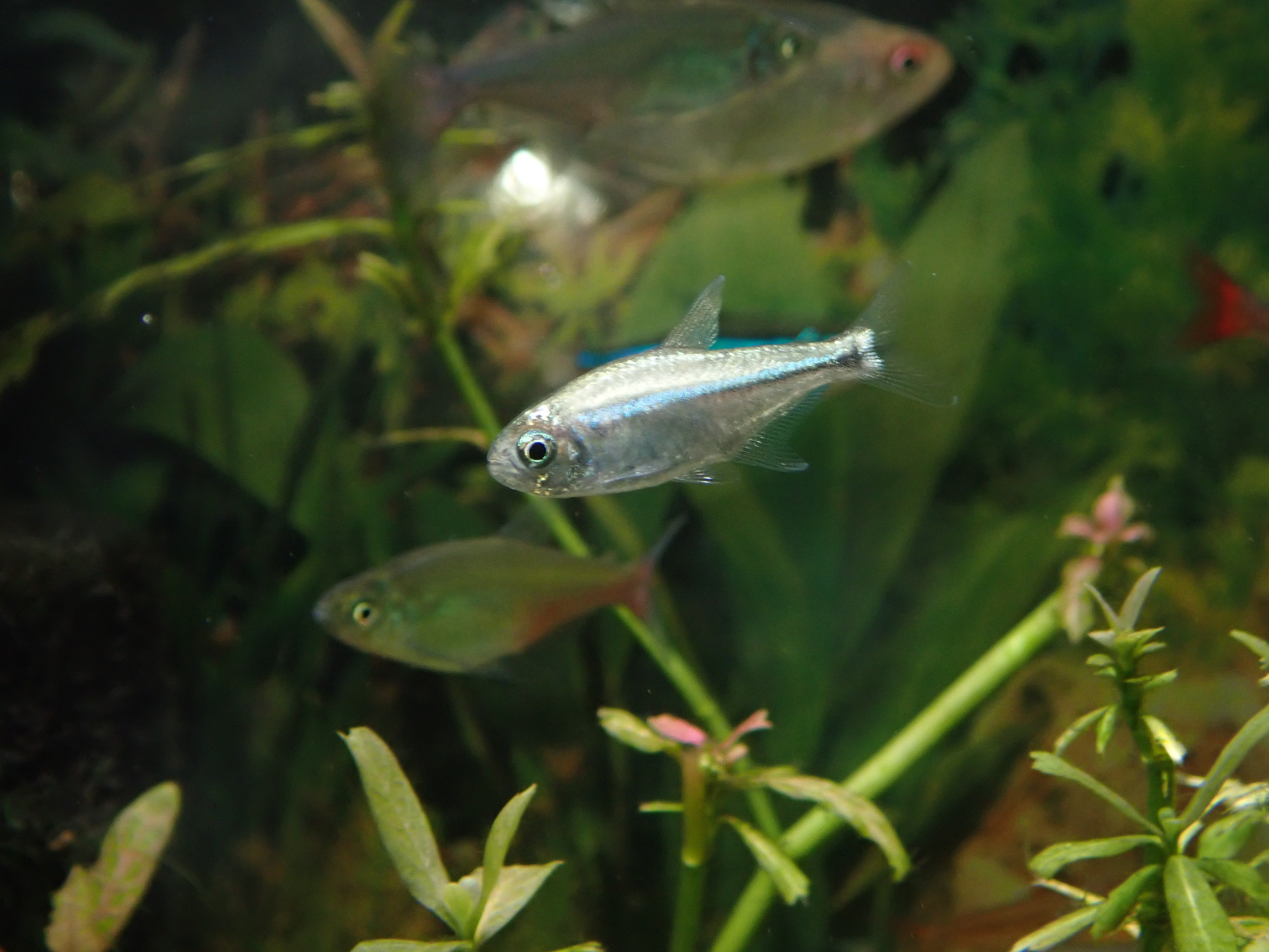 Brunel Bsgtぶるさん ５ ブラックネオンテトラ ６ ネオンテトラ ７ ゴールデンテトラ ８ レッドテールイエローファントムテトラ T Co U1y4rrinny Twitter