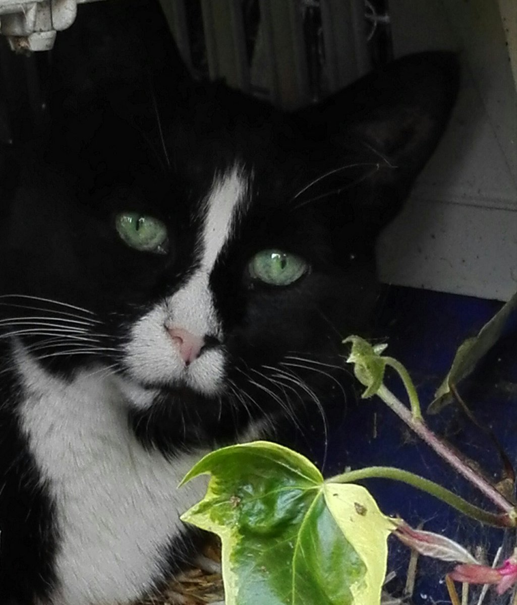 TATTYHENS's tweet photo. It is with great sadness that I tell you we have lost the unique, funny, annoying and loving life force that was Hellcat. Our tubby whirlwind of madness died this morning and I keep forgetting to breathe 💔 https://t.co/6hrcNE7q0R