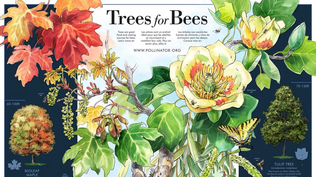 Happy #PollinatorWeek! DYK #bees love trees? go.usa.gov/xqZaT