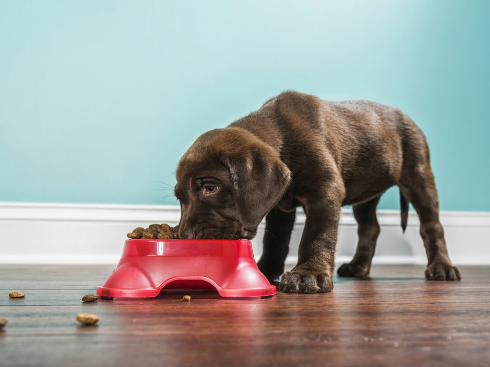 PiktiaApp's tweet photo. Un poco de lindura para empezar bien la semana 🐶 📸 checa nuestpos paquetes de fotos impresas y elige las mejores fotos de tu mascota 😍 🙊 Mis #FotosConPiktia 👉 https://t.co/j0FsEgynu8 https://t.co/WeoHjRG4sL