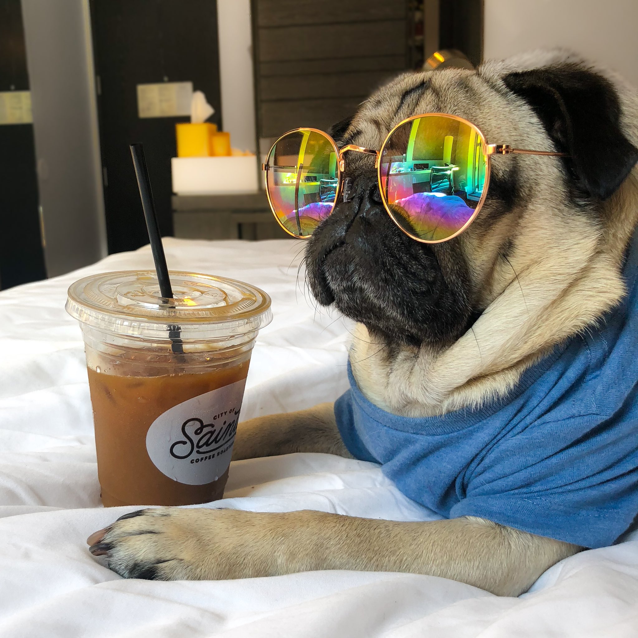 Doug The Pug on X: Yes I'm wearing sunglasses inside, no I don't