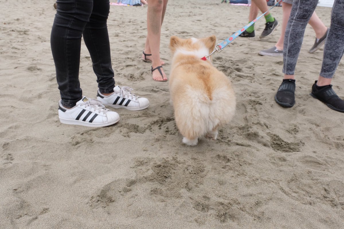 KookieFluffie's tweet photo. Got so much fun yesterday at the Corgicon. My first time exploring the world was awesome 🐾🐶 #corgicon #corgisofinstagram https://t.co/w3TYG1MVD1