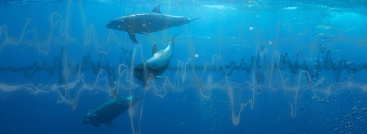 IMOHQ's tweet image. Protecting marine life from ship noise - IMO is at @UN Headquarters for #ICP19  presenting on the theme of anthropogenic underwater noise. Find out more about our work in this area here: bit.ly/2liVkGF #oceannoise #doalos