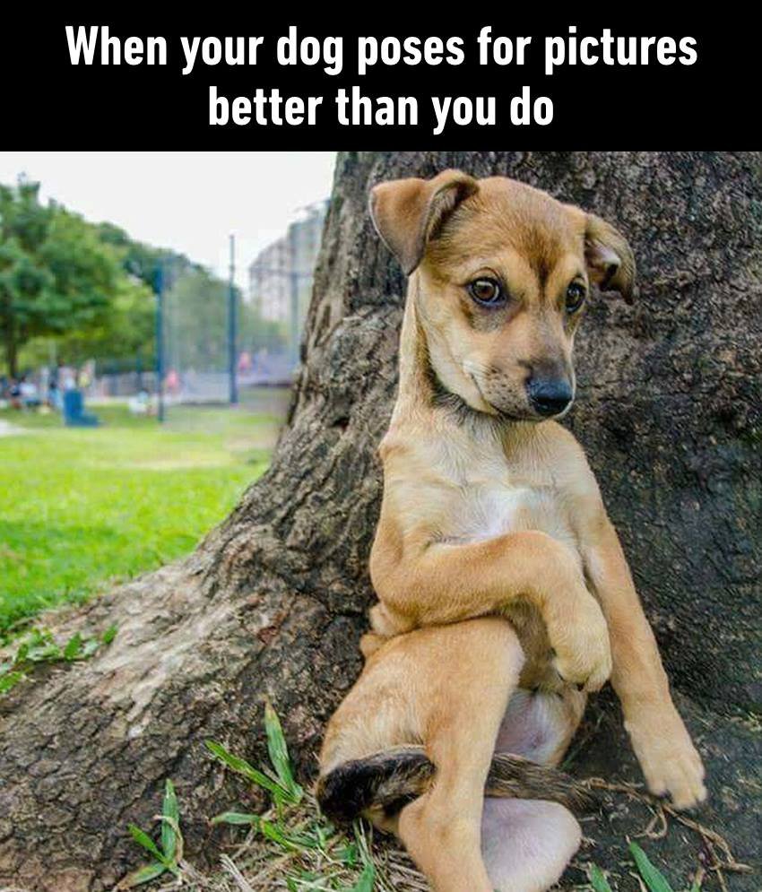fuzzymugzapp's tweet photo. This is really true π
β’
β’
β’
β’
β’
#petstagram #dogoftheday #doglover #ilovemydog #pets #puppylove #puppies #animal #pup #animals #doggy #instapet #chihuahua #adorable #dogsofig #doglife #frenchbulldog #doglovers #weeklyfluff #fuzzymugz #lovedogs #bulldog #bestwoof https://t.co/yQ5qbA3jwl
