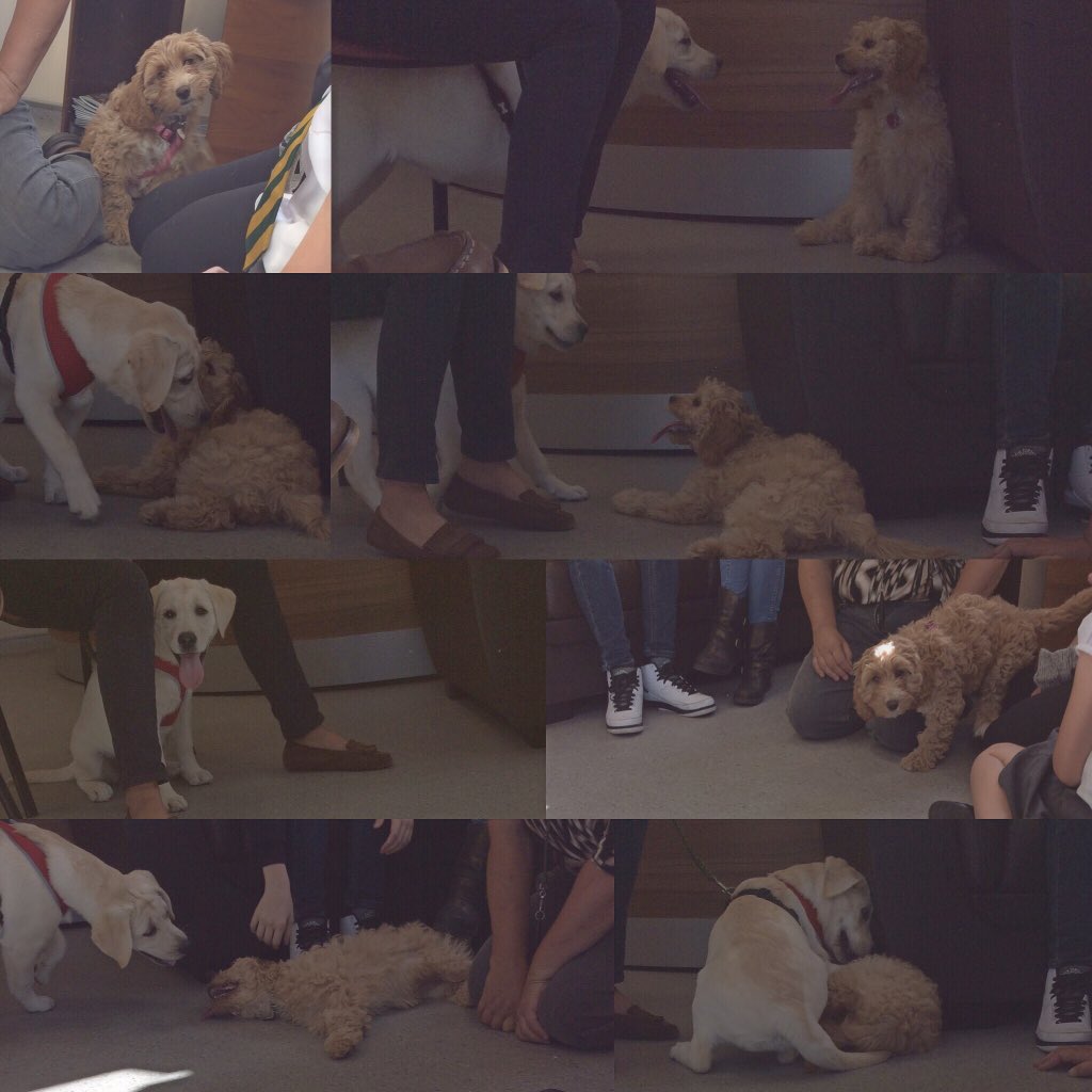 Tonight's #puppyparty 🐶💕🎉