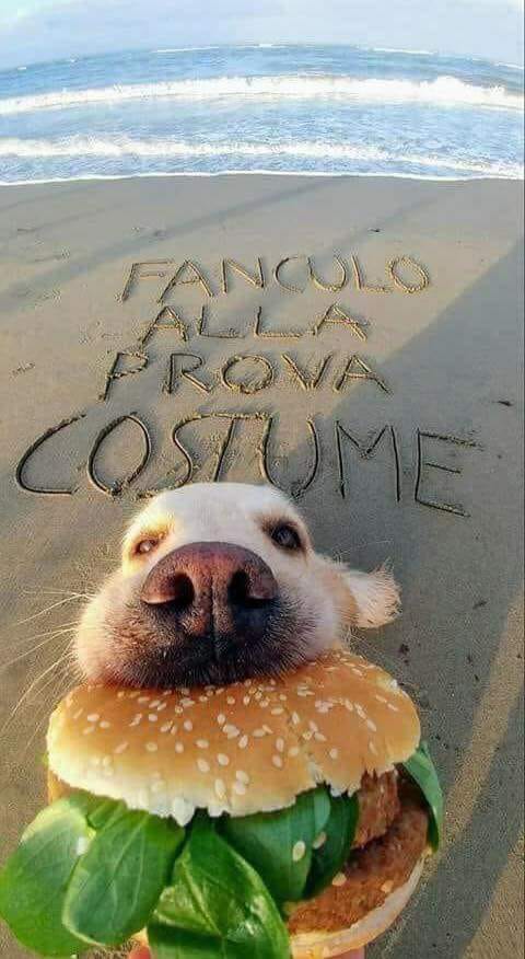 maolindas's tweet photo. Il tuo grado di felicità #DipendeDa come prendi la vita!
Buona serata! 
#18giugno 
#PetsAreFamily https://t.co/knRm1OL4o8