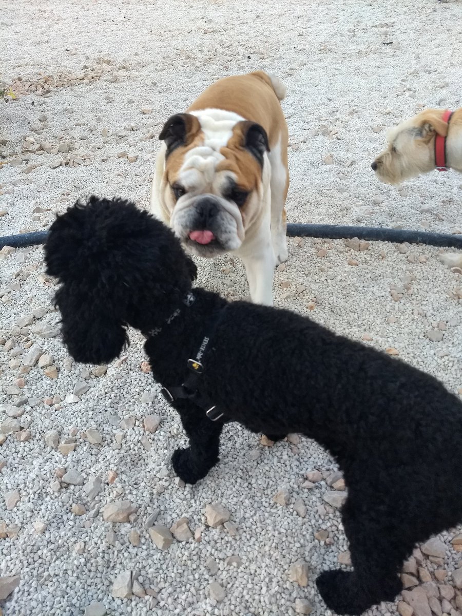 poodle_lyfe's tweet photo. I made a friend at the dog park. A very rare occurrence because I am a #princesspoodle #ninaisapoodle #ninaisaprincess https://t.co/V3AaQXwb9z