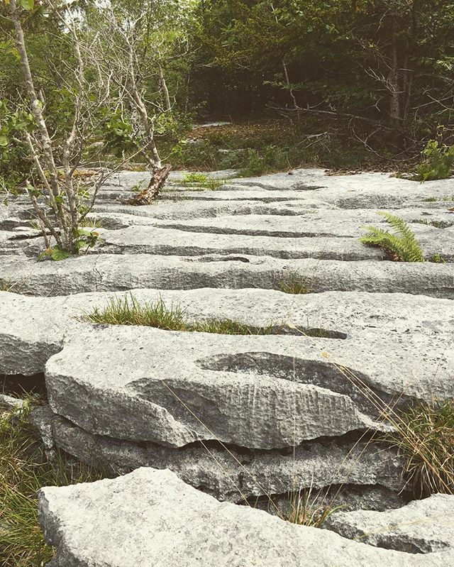 pearlysmith's tweet photo. Limestone pavement at Gait Barrows NNR - today’s nature walk #30dayswild
#Limestonehabitat #naturereserve #Lancashire #phonephotography #geology #landscape #limestonefeatures #limestonelandscape #dontlookup https://t.co/zgtNucx02Q https://t.co/98FcTxYKuO