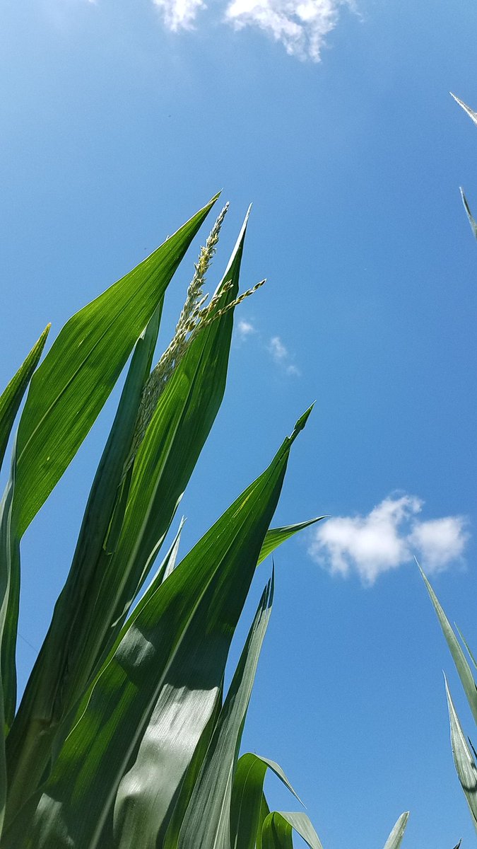 japollardBASF's tweet photo. Tassels emerging in Northeast MO near Shelbyville this morning. Almost #HeadlineAmp time! https://t.co/CV6CPqlJc4