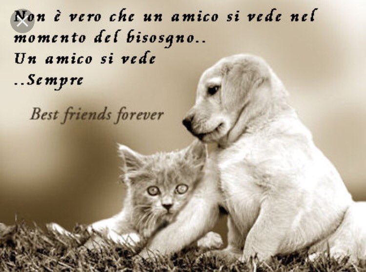 stefaniafaffi15's tweet photo. La vera amicizia 
non dipende da chi 
è arrivato prima o 
da chi ti conosce 
da più tempo 
#DipendeDa chi è 
arrivato e non se ne
è più andato 
Buona serata 🌹 https://t.co/FhHY0iYVMx