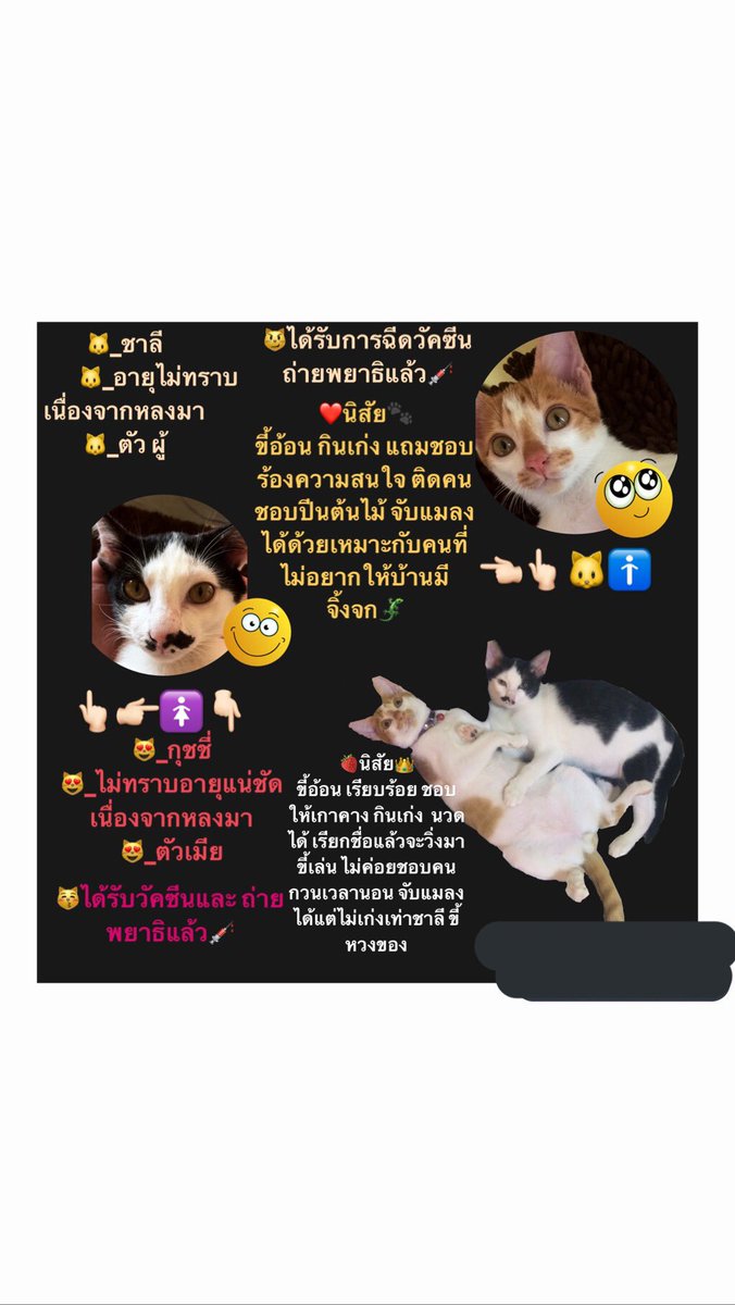 KataiAcn's tweet photo. หาคนรักแมวช่วยรับน้องไปเลี้ยงหน่อยค่ะเพราะเรากำลังป่วยเป็นมะเร็งระยะทีสามต้องรักษาตัว #หาบ้านให้แมว #รีวิวเชียงใหม่ #ทาสแมว #ทวีตดีคนรีน้อย https://t.co/5fiedmVryj