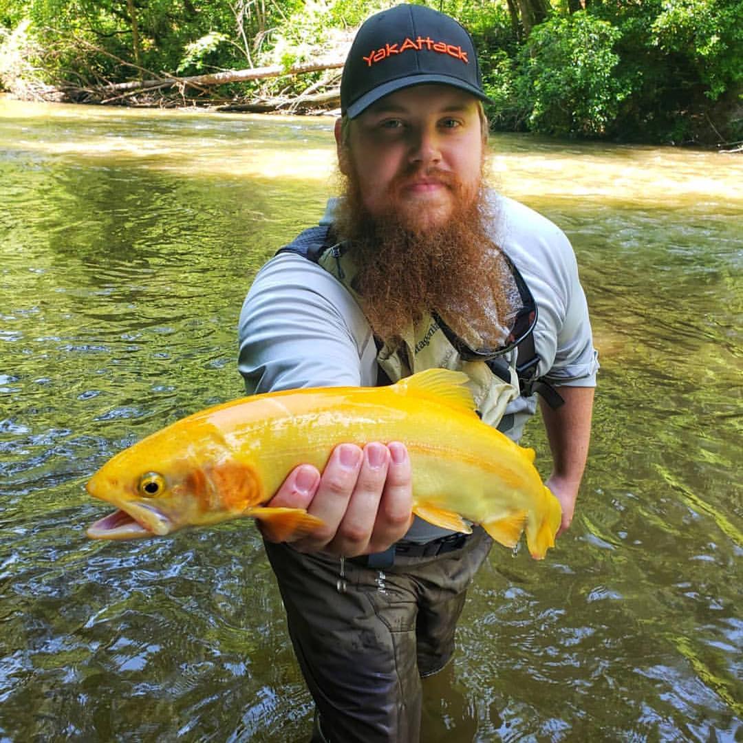 BRFlyFishing's tweet photo. @flyon_john caught one of them there river nanners!  

#rivernanner #brff #BRFFamily #blueridgeflyshop #blueridgeflyfishing  #blueridgemountains #blueridgegeorgia #flyshop #flyfishing #flytying  #fishing #trout #rainbowtrout #chattanoogatn #noogagram https://t.co/pNpswAEl1l