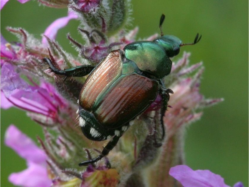 Quali_Pro_CAN's tweet photo. With the Japanese beetle spreading in Vancouver, protect your #turf with IMIDACLOPRID 0.5G insecticide and #KeepYourGreen.
https://t.co/vXuiG2xAzU https://t.co/72TuTWyJi4