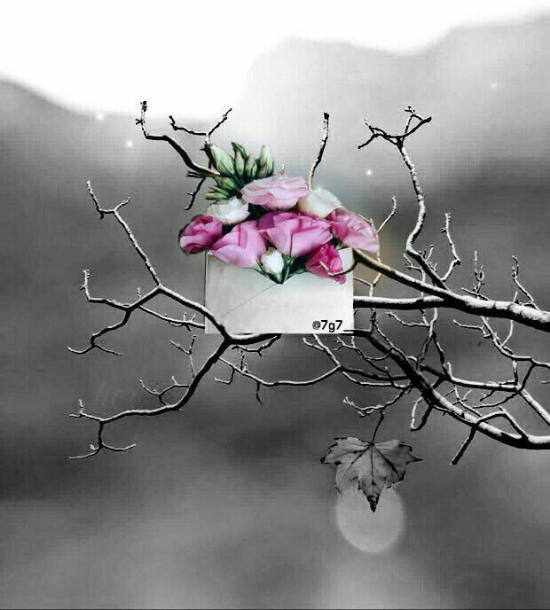 ___maladh's tweet image. ⠀↴❥ ❁

✎ 

عندما تكون راضيًا عن نفسك متجاهلًا ظنون من حولك بك!!
هذا دليل انك تعلمت كيف تعيش سعيدًا ..

ــــــــــــ♥️🕊♩❃📩..