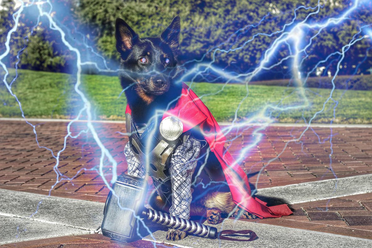 thecosplaydog's tweet photo. Hey @chrishemsworth ! Sad to hear you won't make it to Ace. I hope we can still get a photo together someday ! ~ The DOG of Thunder
#chrishemsworth45 #chrishemsworth #Thor #thorgodofthunder #godofthunder #odinson #sonofodin #thorcosplay #ThorRagnarok #THOR2018 #ThorDarkWorld https://t.co/ZXeJzHgi1Q