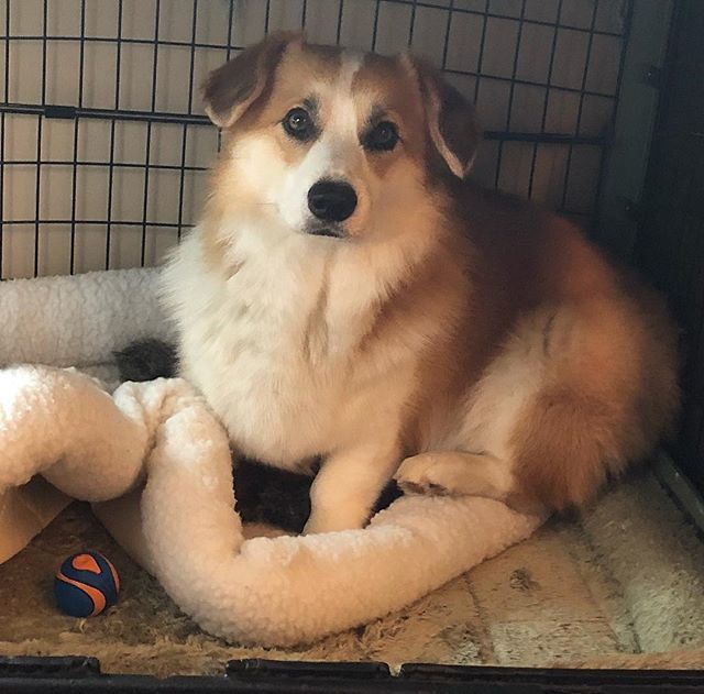 pancakescorgi's tweet photo. What do you mean you’re leaving? #mondayblues 🐶 ☹️
.
.
.
.
.
.
#corgisofinstagram #corgi #corgination #welshcorgi #pembrokewelshcorgi #corgilove #corgisofinsta #corgis #corgipuppy #corgipuppies #corgicommunity #corgilife #corgiworld #corgipup #corgibaby #corgistagram #corgig… https://t.co/72ErqKvb10