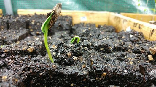 Don't miss Sunday's class on Permaculture!  Come to learn and be inspired . . .buff.ly/2Gc9i6R