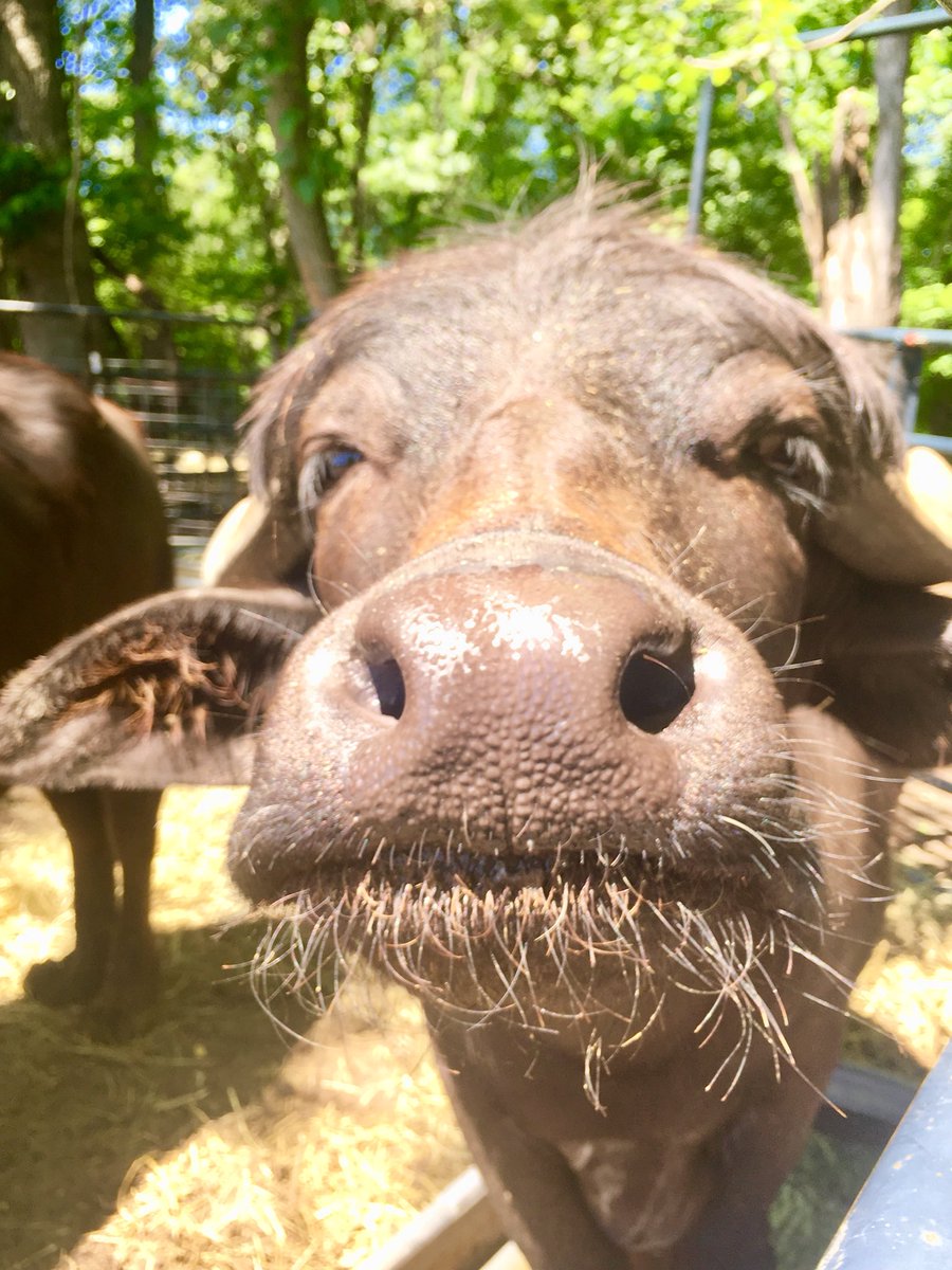 loriannie188's tweet photo. Who wants to help me help him and the 700 other animals that call The Barnyard Sanctuary in Columbia NJ their Home...? https://t.co/m8zZadgEfO

@thelittleidiot @ElvisDuranShow https://t.co/jyoG9T42Ft