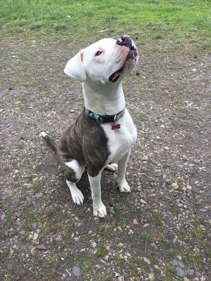 NWDogRescue's tweet photo. Twitterati please can you help our new boys? Carter is just 15 months old and needs a fab home - full details on the website of his needs x https://t.co/ByVCPVTam7