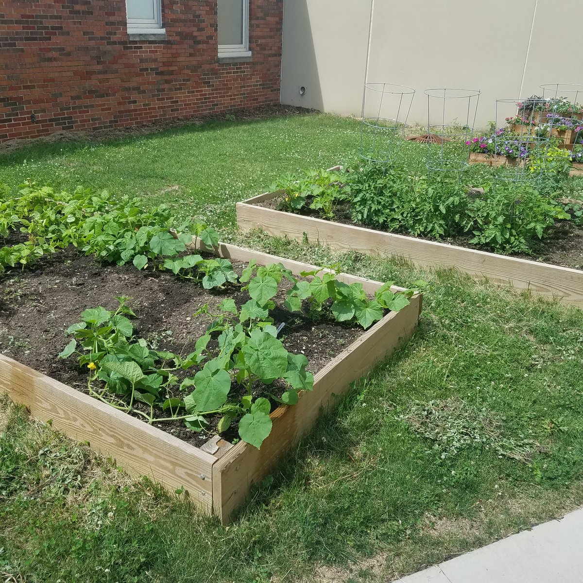 annjameson52's tweet photo. I might be a little weird, but I LOVE the #smell of tomato plants...and of course basil and cilantro!  😊 Our #schoolgarden looks fantastic!  The tiered flower bed is #beautiful! @ThePirateCollab #gardening #purpleonpurpose https://t.co/DCgOR7Qf7I