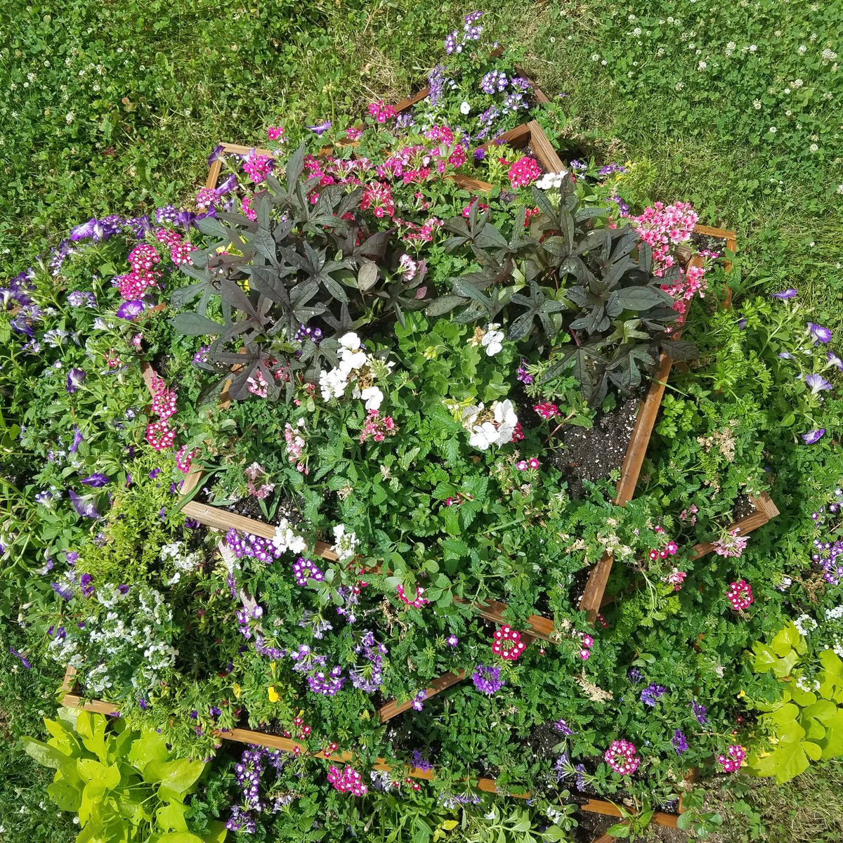 annjameson52's tweet photo. I might be a little weird, but I LOVE the #smell of tomato plants...and of course basil and cilantro!  😊 Our #schoolgarden looks fantastic!  The tiered flower bed is #beautiful! @ThePirateCollab #gardening #purpleonpurpose https://t.co/DCgOR7Qf7I