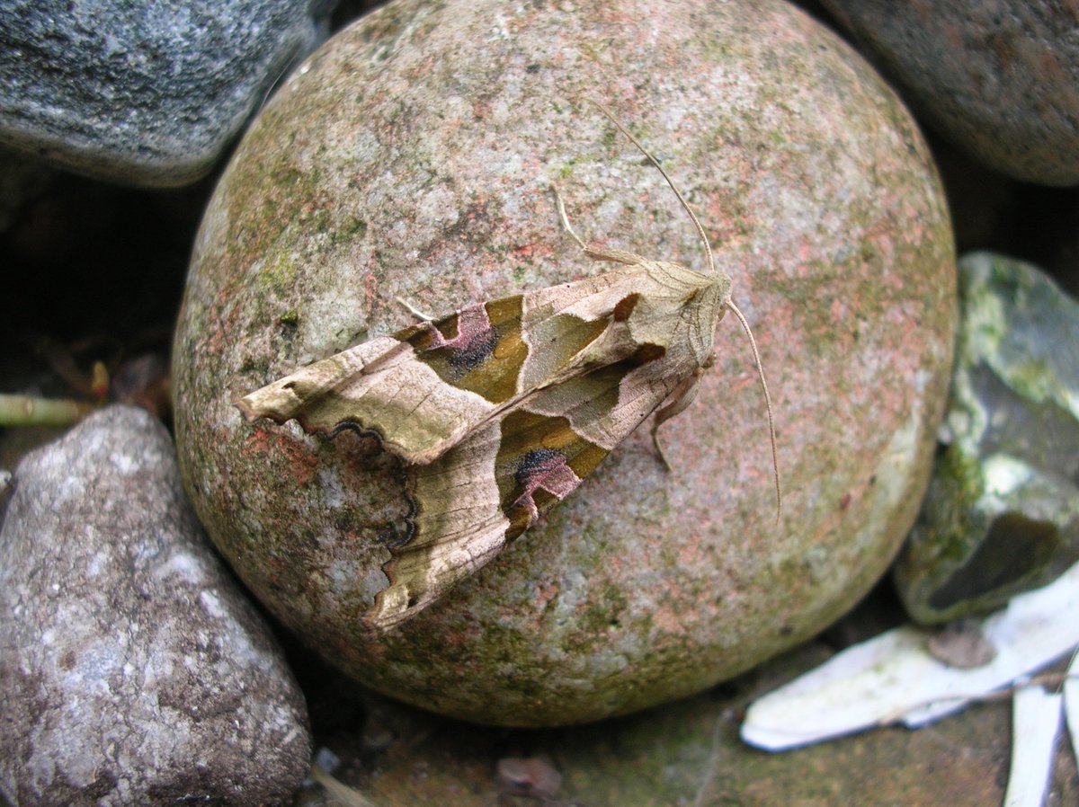 GrassingtonFest's tweet photo. Do you fancy an adventure? Then meet tonight in the Square at 9.30pm (after the football) and come on a (free) late night mission with artist @HelenPeyton in search of some magical moths! #MothMagic #GFest2018 https://t.co/eu0855YVle