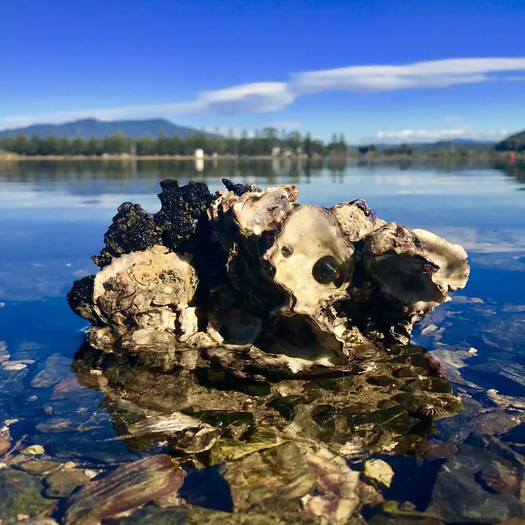 WeatherPlatform's tweet image. Clear conditions expected for most of the East Coast today well, not you #Sydney!
#Weather
Pic: Debbieosiecki
Instagram.com/WeatherPlatform