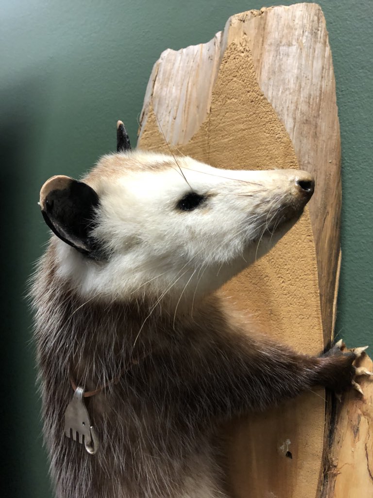 safdelivers's tweet photo. Thanks to @SenThomTillis office (and Clay The Opossum) for fighting for seasonal #smallbusiness and discussing the importance of the #STARSACT https://t.co/9nh2t7puIB