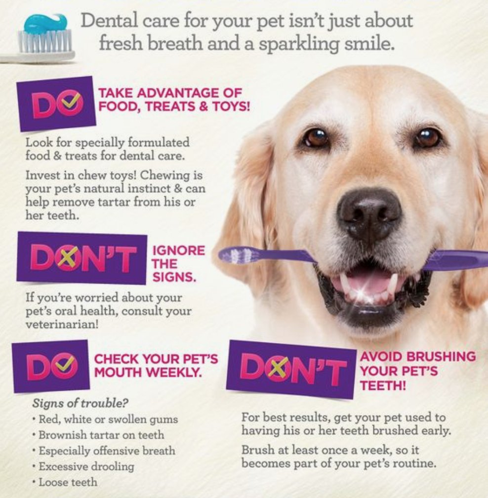 petprosservices's tweet photo. Here's some dental do's and don'ts for your pup. 
#PetPros #doghealth #pethealth #petcare https://t.co/PeU96QEs6Y