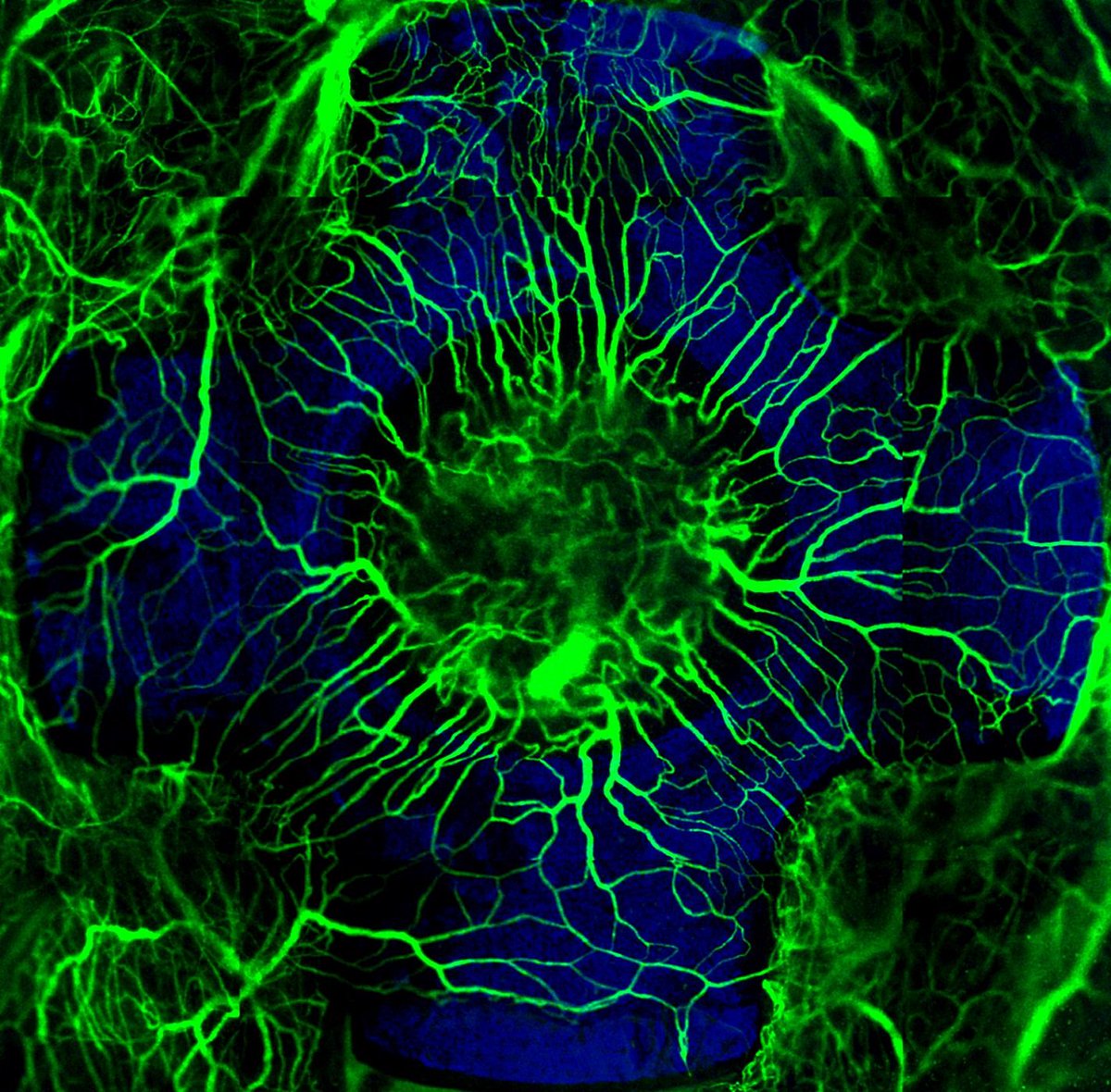 New study by @Nilou14068058 et al. shows how #nanosurface topography of medical implants can impact healing via regulation of #neovascularization go.nature.com/2thfvbC Image credit: Niloufar Khosravi