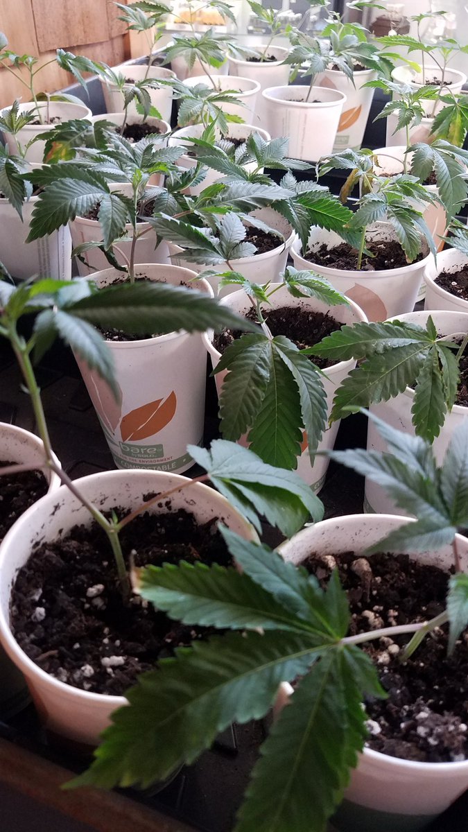 GreendoorBangor's tweet photo. 2018 Michigan Cannabis Cup winner.
2018 World Cup winner.
GMO Cookies clones available while they last, pick one up and grow a winner. #discoverthequality #mmmp #cannabiscup https://t.co/tQfydT3QnE