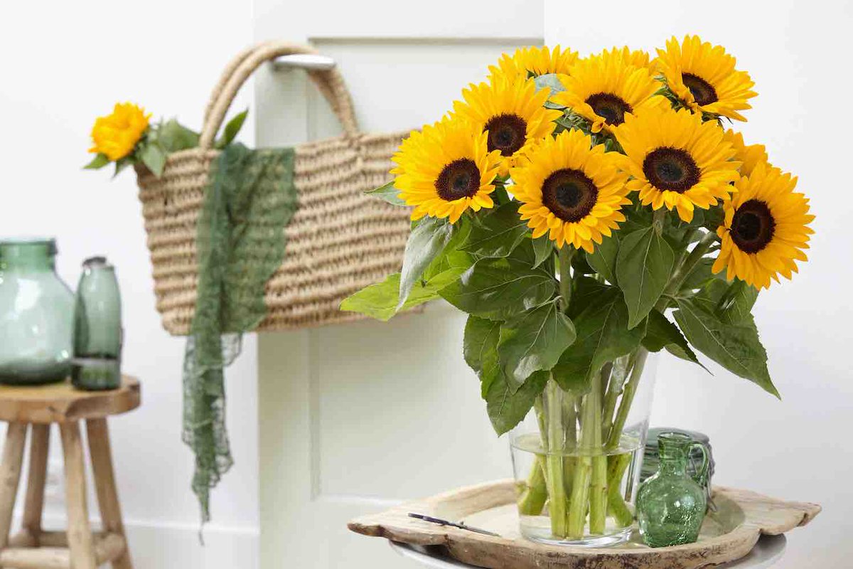 GroenVandaag's tweet photo. De nieuwe #Helianthus #Sunrich #Provence doet haar naam eer aan doordat ze met haar kenmerkende vurig gele kleur een gevoel geeft van een Franse zomeravond. #zonnebloem @TakiiEurope https://t.co/Qrr7g1ioH8