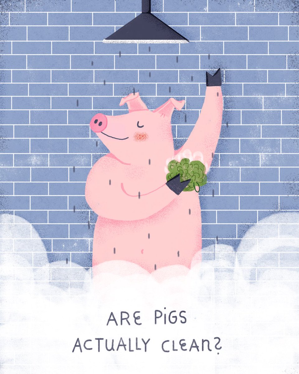 doodlemygoogle's tweet photo. #20 “are pigs actually clean?” doodled by Alana Keenan, googled by @AmyHarrington92. #DoodleMyGoogle https://t.co/TfF4T3Zqvp