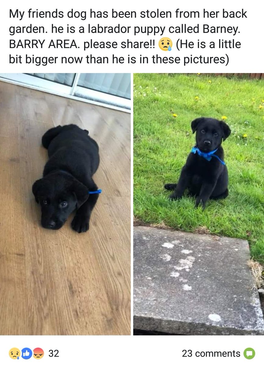 charlozzi's tweet photo. #StolenDog #Stolen Labrador puppy ☹️ @_BARRYISLAND_ @Barrybados @Bluebird19273 @ccfc_bluebirds @gillcwill @LisaL1977 @et957 Please RT https://t.co/NsIu7sqBQM