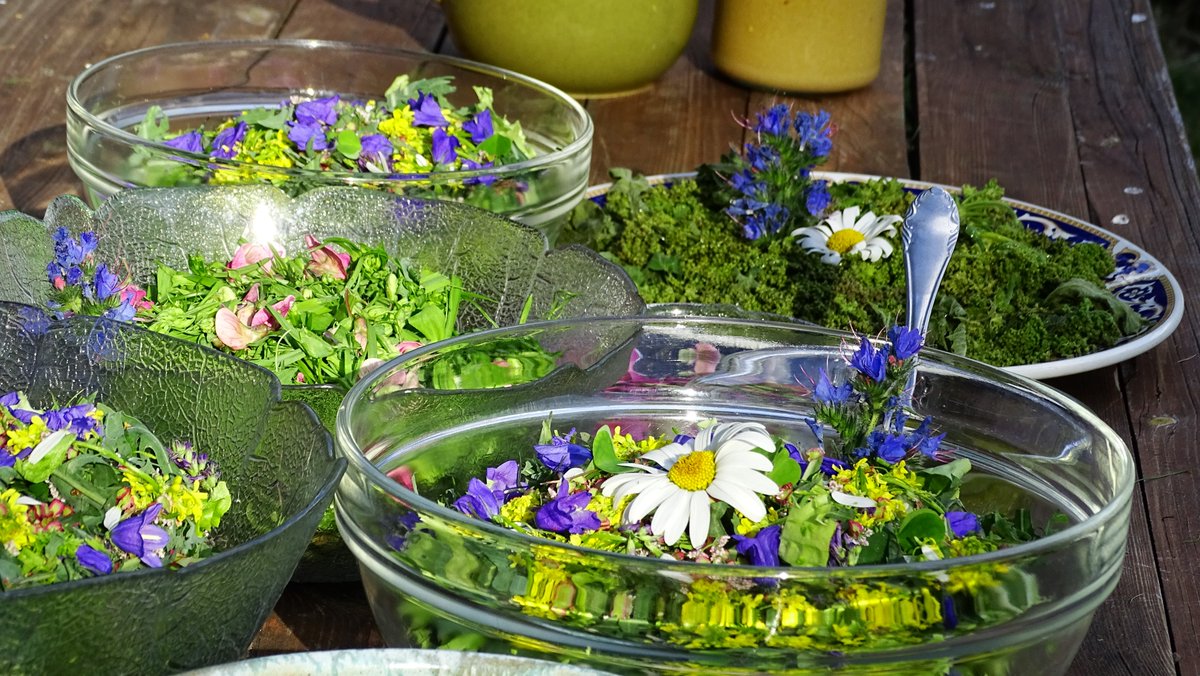 Callchef74's tweet image. Cours sur les plantes sauvages comestibles, c'est la pleine saison !