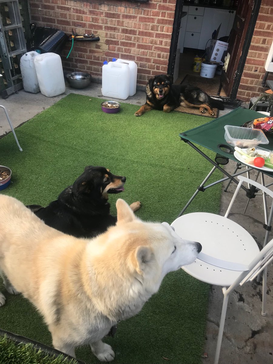 Tonite it’s chicken and cheese dinner with the dogs lilz