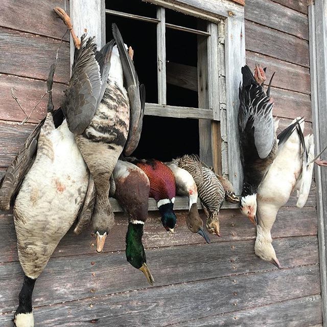 YUDUOutdoors's tweet photo. That’s a solid mixed bag @kajlarson ・・・
Surreal day of hunting in Kansas! #mixedbag #surreal #amazing #hunting #waterfowlhunting #uplandhunting #canadagoose #specklebelly #snowgoose #bluephasedsnowgoose #mallard #pintail #pheasant #whatdoyudu #prairi… https://t.co/5Bk4VjkyGI https://t.co/mdFONJ5d3p