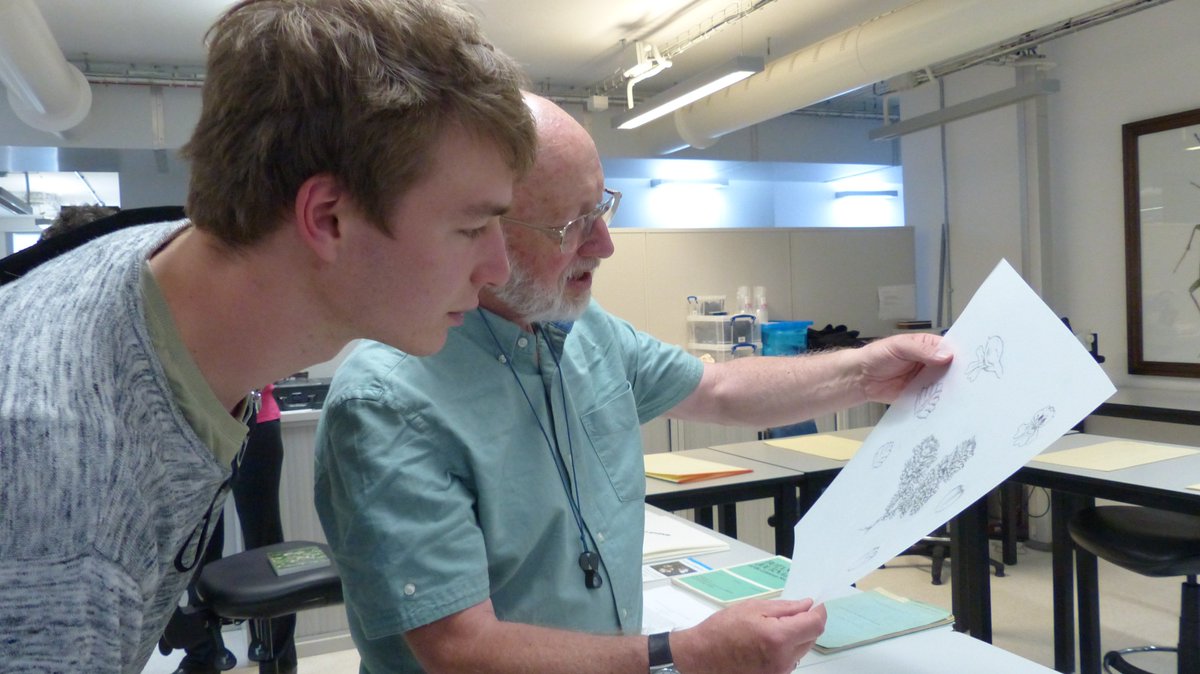 drmgoeswild's tweet photo. Admiring the lovely line drawings of #Eyebrights by #FredRumsey on #EyebrightDay @EyebrightChris @Euphrasiologist @alex_twyford @SandyKnapp @NHM_Botany @drmgoeswild @crawley_mick @mabonelis @LTDdesigncon @NHM_Science #BSBIGuides https://t.co/0M1gzMzThx