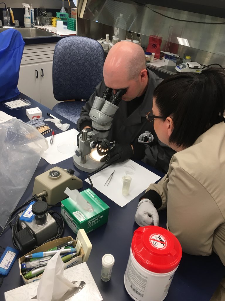 munn_douglas's tweet image. rain rain go away. i’ll work on my proposal some other day 🙄 At least some fun was had today with DAAH’s confirmation of more #BlackleggedTicks on northern Grand Manan. #research #LymeDisease