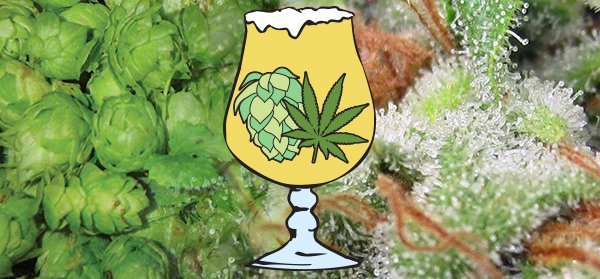 IntlCBC's tweet image. Canadian #cannabis companies are poised to create jobs &amp;amp; generate revenue with a whole host of infused concoctions, if the government doesn't stand in the way with overly burdensome regulations: internationalcbc.com/canadian-canna… #CannabisCommunity #icbcvancouver @jamiesashaw @ngaio420